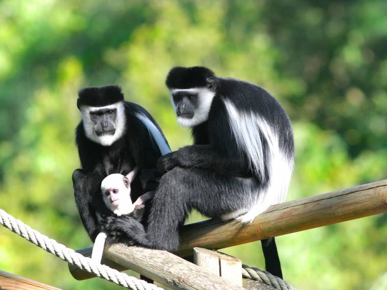 Colobe de Guéréza © Zoo de Beauval