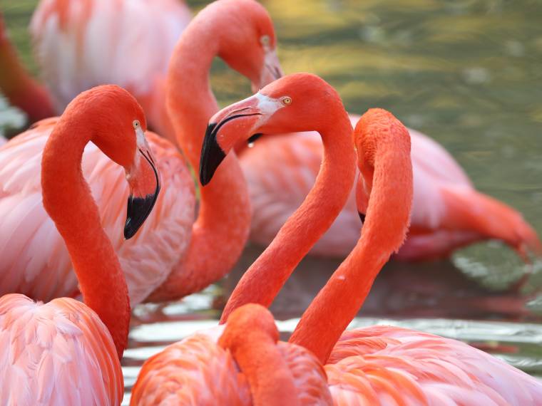 Flamants roses de Cuba © Zoo de Beauval