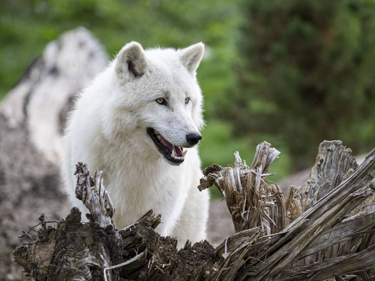 Loup arctique © Zoo de Beauval