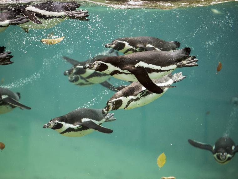 Manchots de Humboldt © Zoo de Beauval