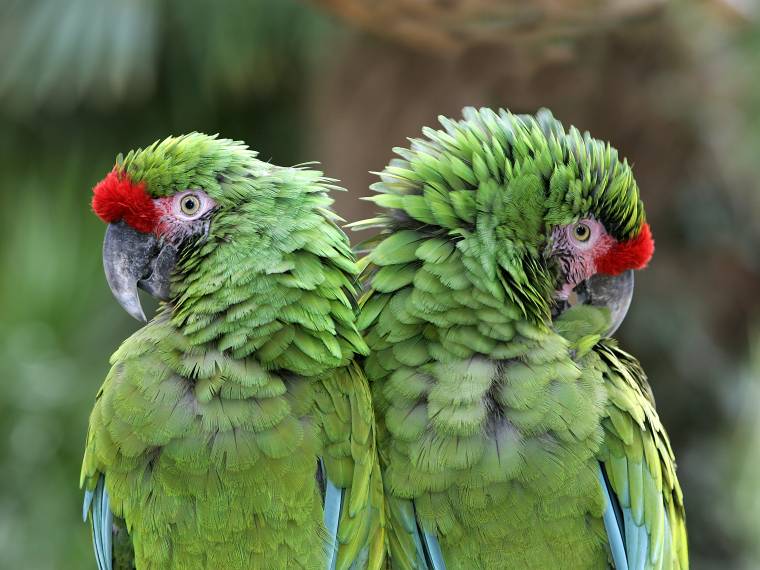 Aras © Zoo de la Flèche