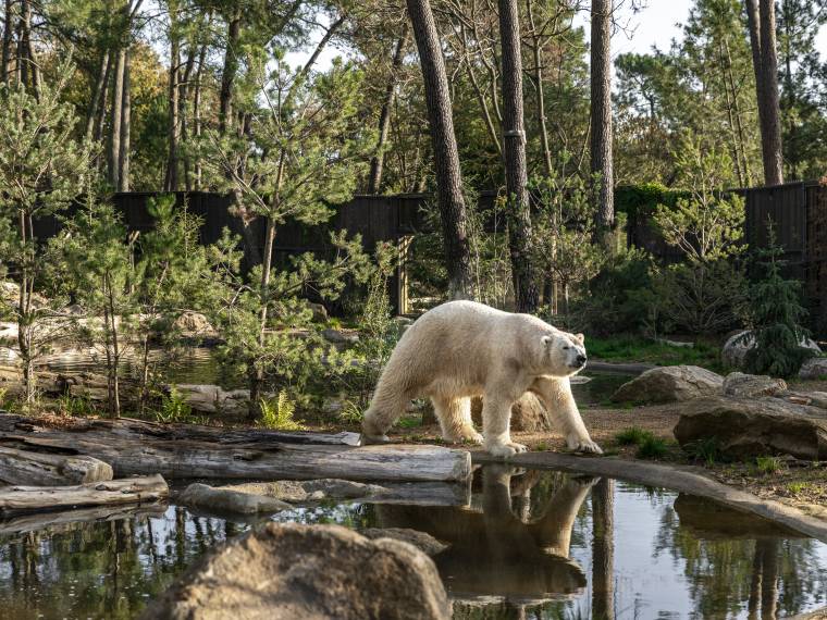 Ours polaire © Zoo de la Flèche - Gosselin