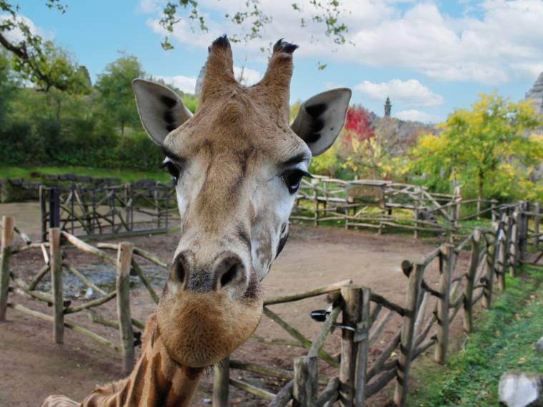 Girafe © Pairi Daiza - Florent Grivilère