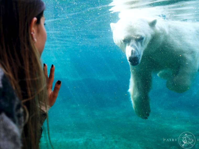 Ours polaire © Pairi Daiza