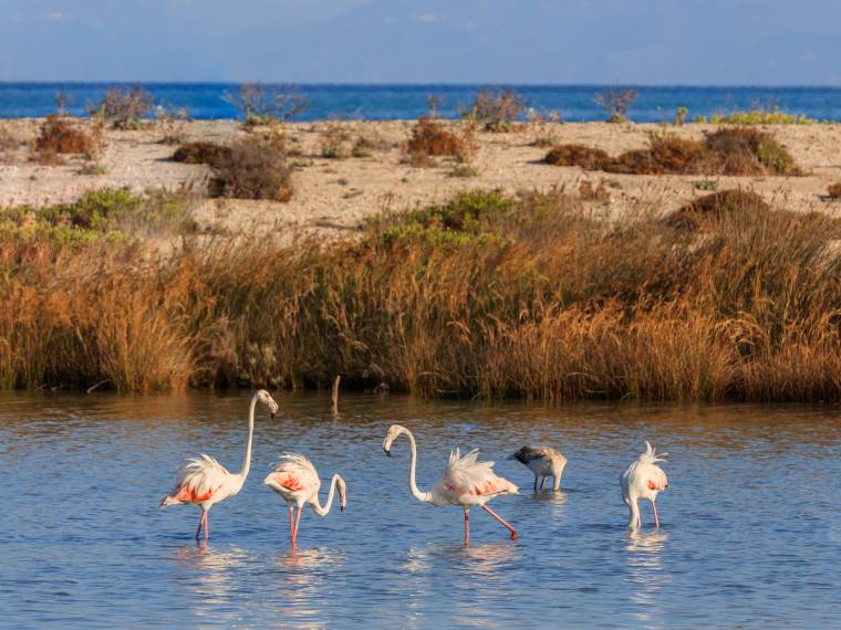 Camargue, flamants roses © Envato