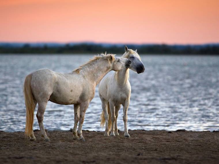 Camargue, chevaux © Envato