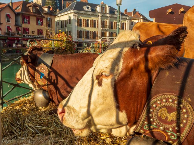 Le Retour des Alpages © Gilles_Piel-10456