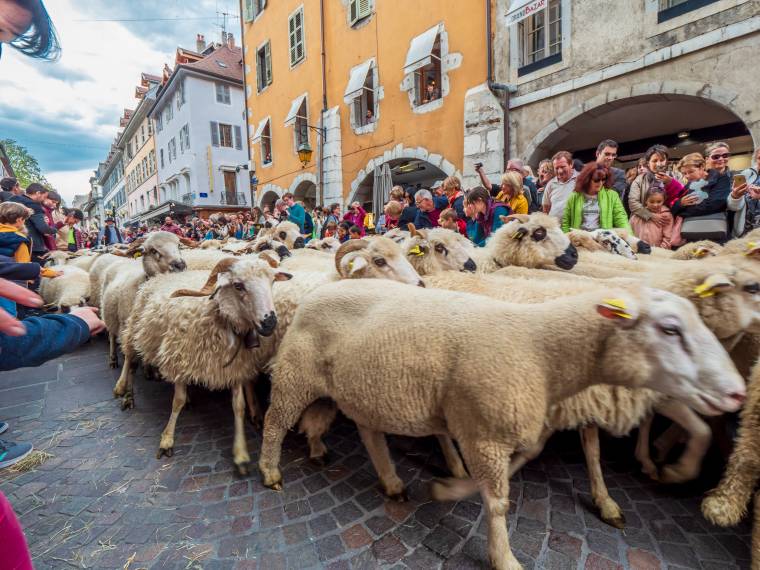 Le Retour des Alpages © Gilles Piel-10514