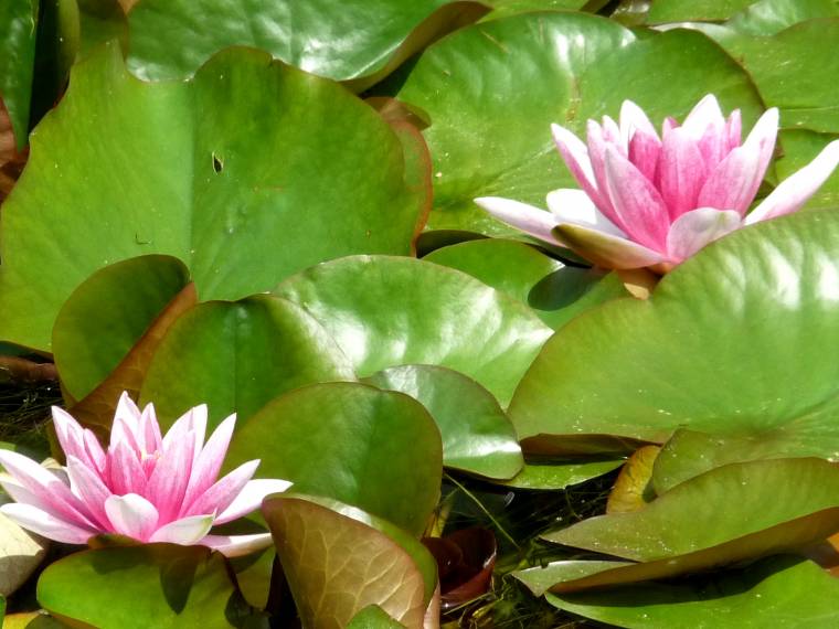 Nympheas Monet © L.Williamson - 3883