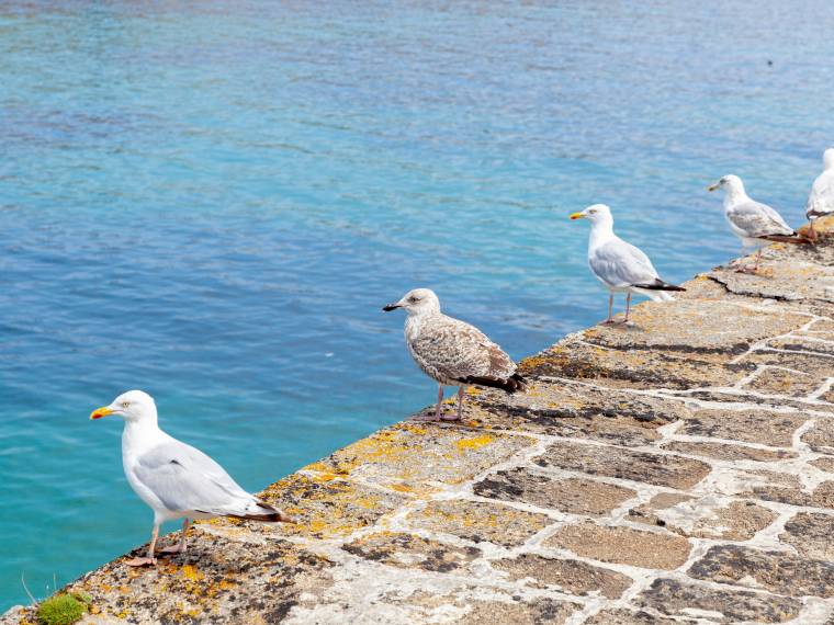 Ouessant mouettes ©CRTB_RAGOT-Eugenie