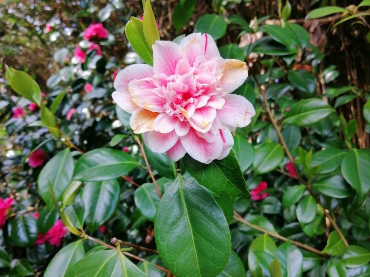 Jardins de Vauville © GR (1)