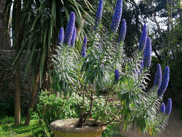 Jardins de Vauville © GR (2)