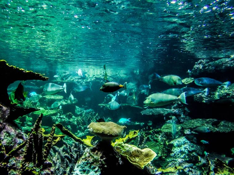 Cité de la mer AdobeStock_430701956