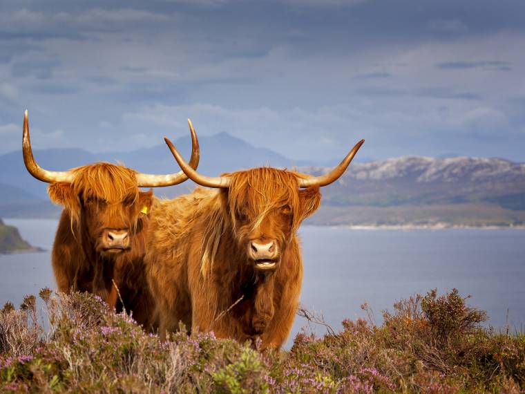 Scotland © AdobeStock_68780901