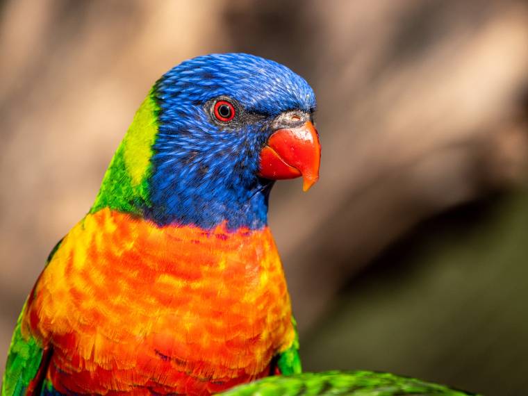 Perroquet © Pairi Daiza - Christine Leroy