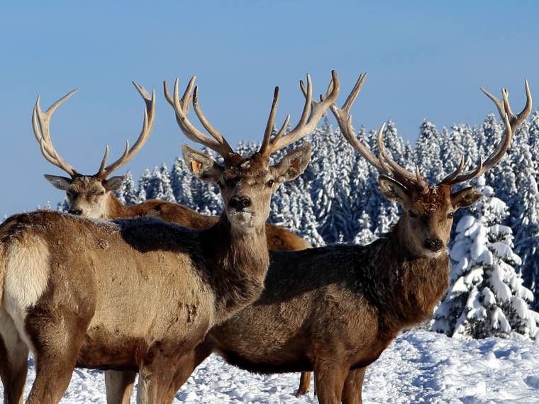 Parc polaire hiver © G Malloire (2)