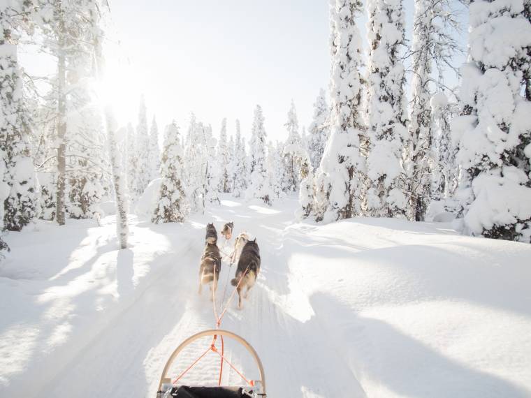 Laponie - Traîneau
