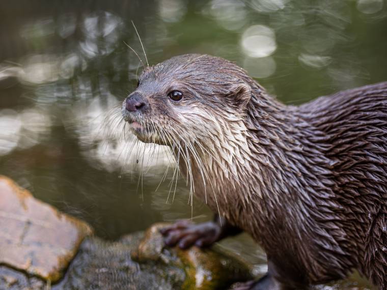 Loutre de rivière © Envato