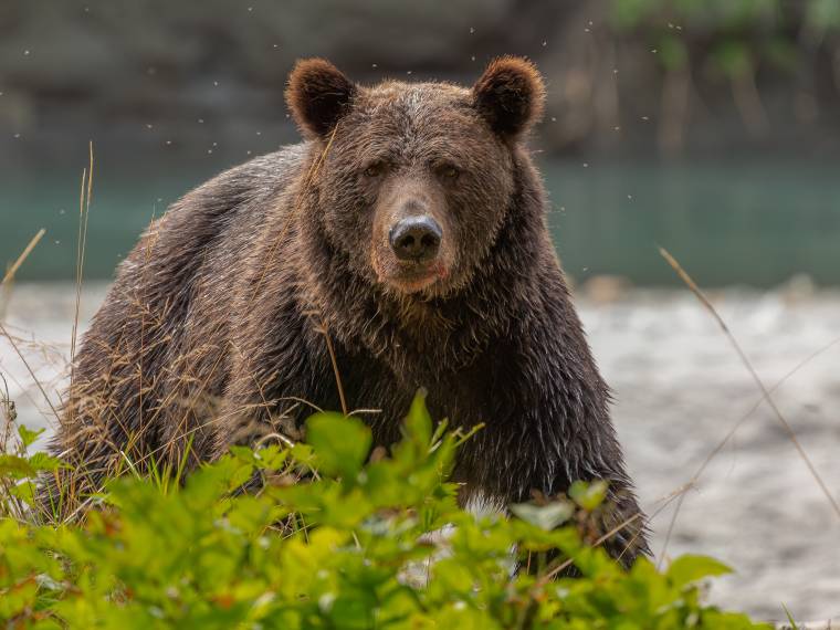 Grizzly © AdobeStock