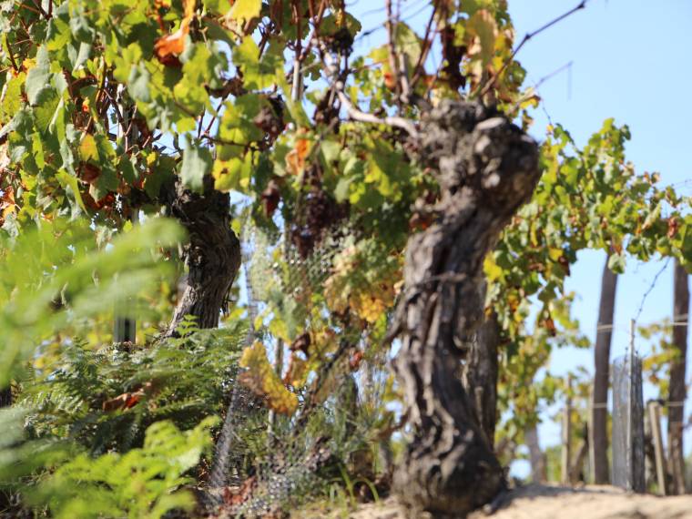 Vin des sables © Landes Attractivité