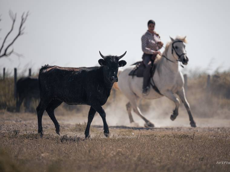 Manade en Camargue © Instinctiv_CRTLOccitanie