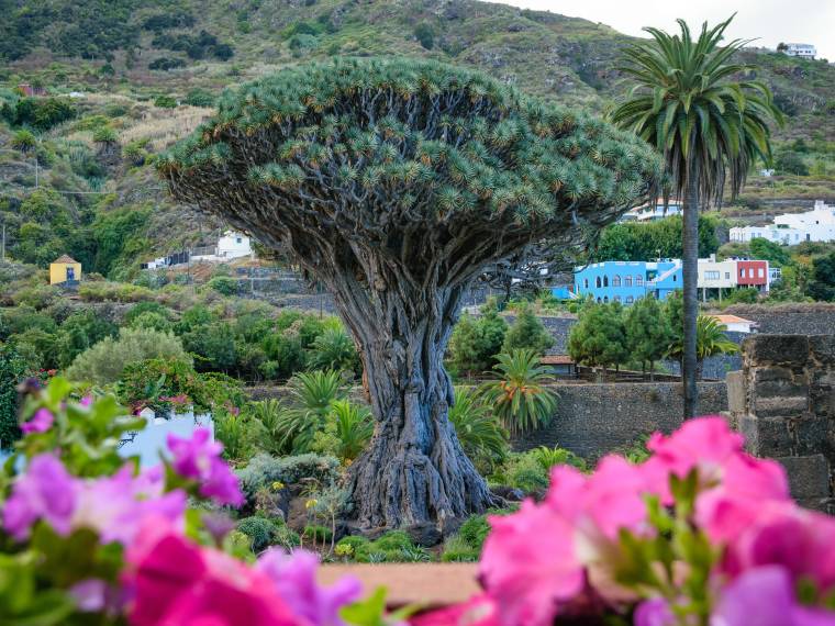 Drago Icod de Los Vinos © AdobeStock