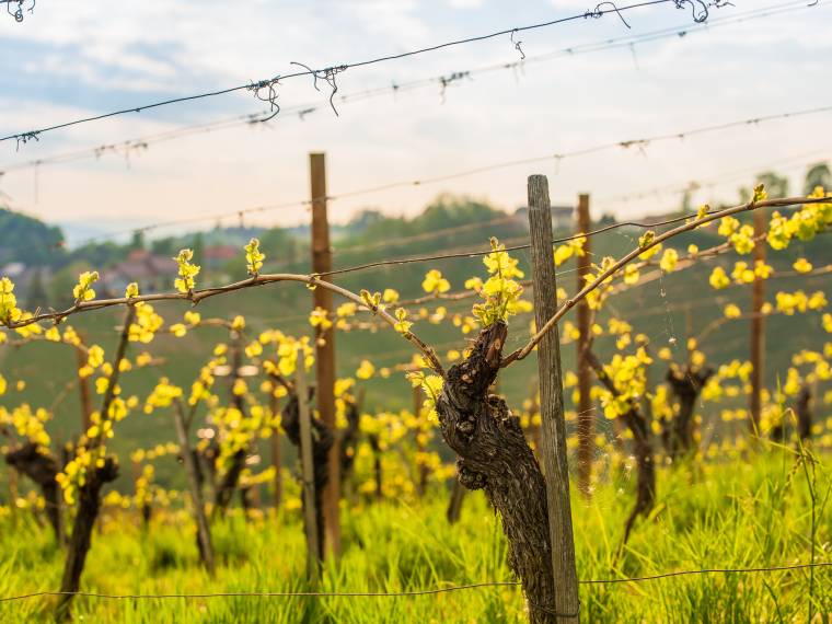 Vignoble © Envato