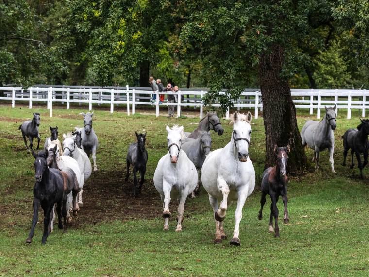 Lipica © I Feel Slovenia - jost_gantar_3-photo-m