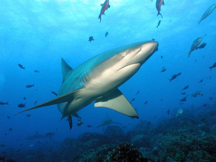 Galapagos © GS (12)