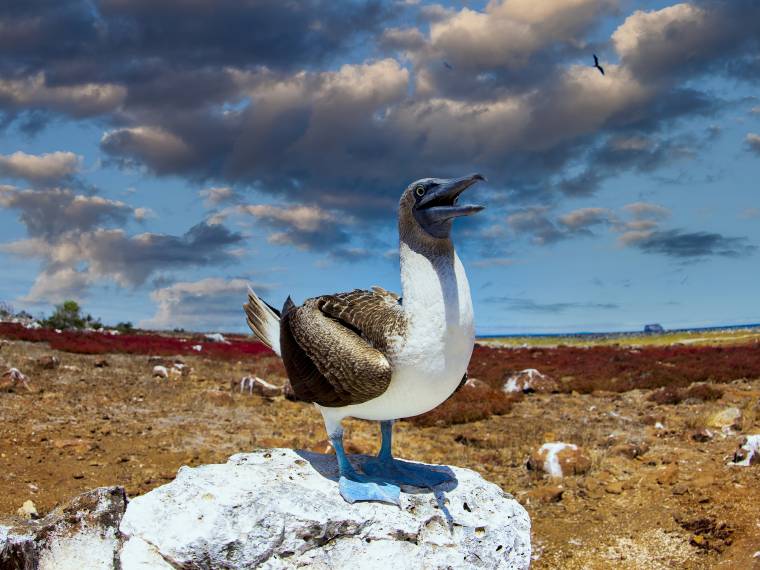Fou à pieds bleus © Envato