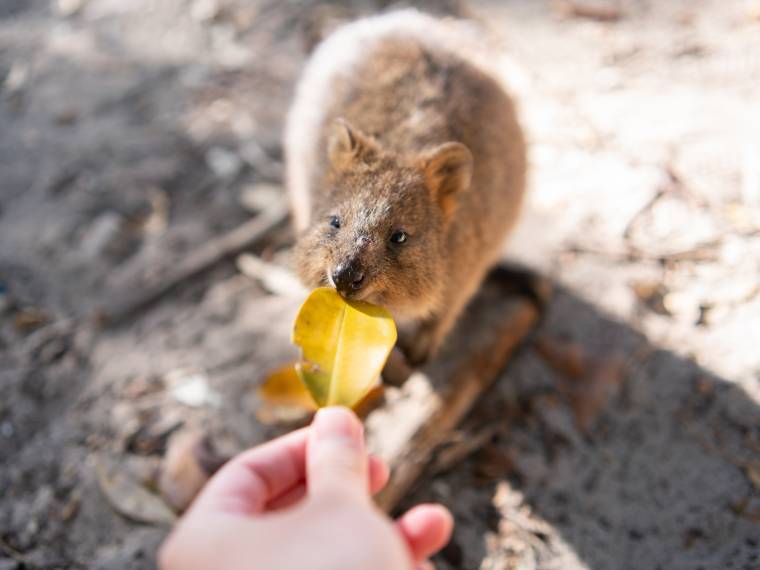 Rottnest Island, quokka © Envato