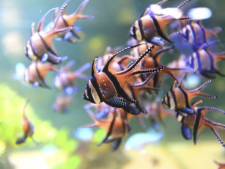 Apogons de Bangga © Nausicaa -Turpin-1