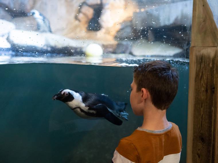 Espace manchots © Nausicaa - H-Lamblin-Iconocom-11