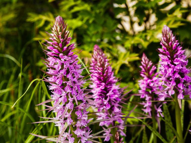 Orchidée sauvage © Envato