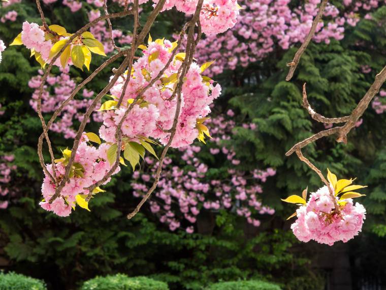 Cerisier en fleurs © Envato_3