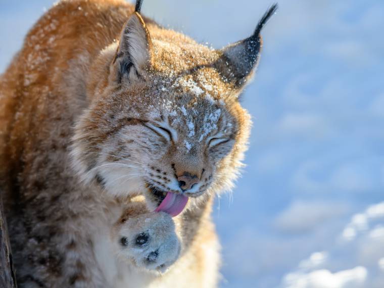 Lynx du Canada © Envato