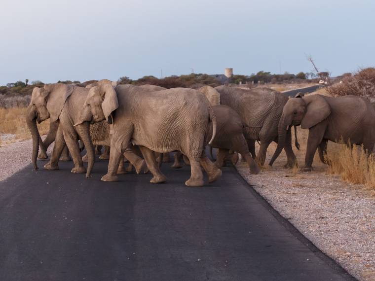Parc national d-Etosha - éléphants © Envato