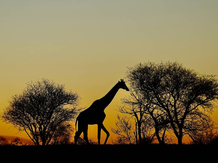 Girafe au Mount Etjo © AdobeStock