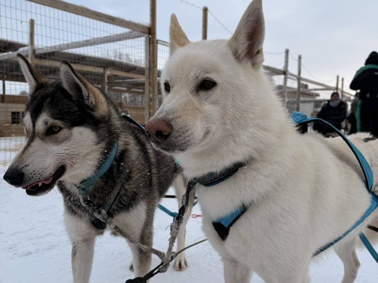 Chiens de traîneaux © Léo évasion (26)